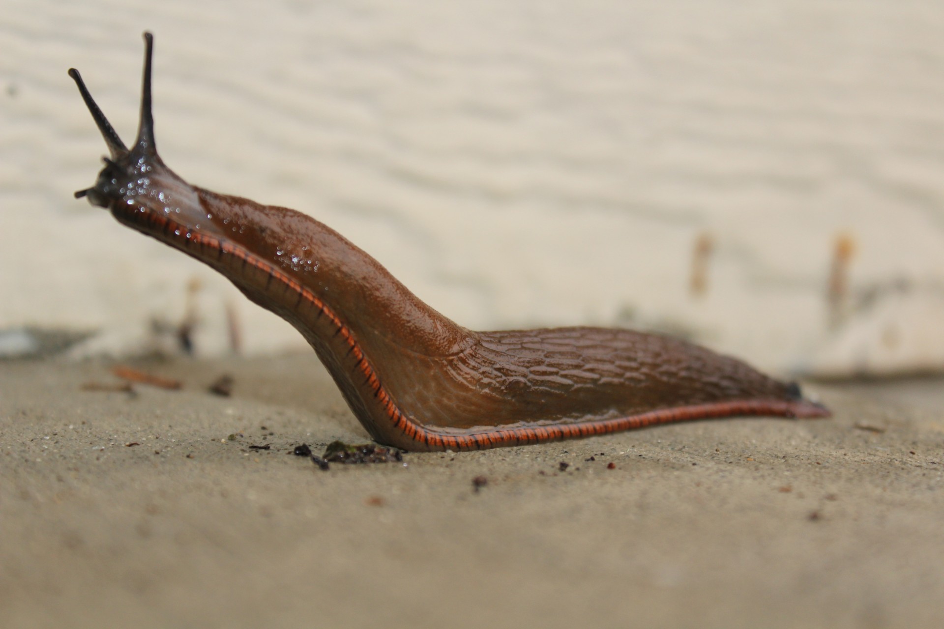 A banana slug